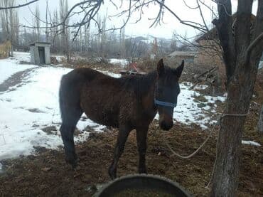 купить охотничью собаку: Продаю | Жеребенок | Для разведения — 2