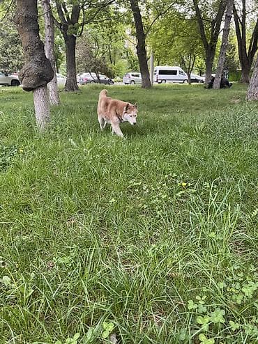 аванте кошка: Нашли хаски — 3