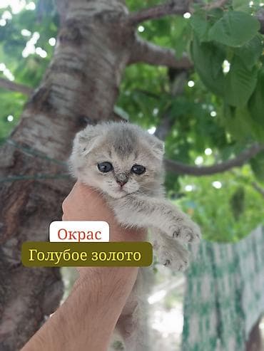 Скотиш Фолд (Шотландская вислоухая), 2 месяца, Девочка, Приучена к лотку