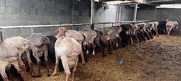 сколько стоит жеребёнок: Продаю | Баран (самец) | Для разведения — 8