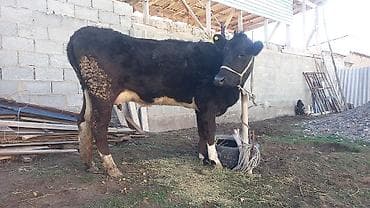 бычки парода: Продаю | Корова (самка) | Полукровка | Для разведения | Нетель — 3