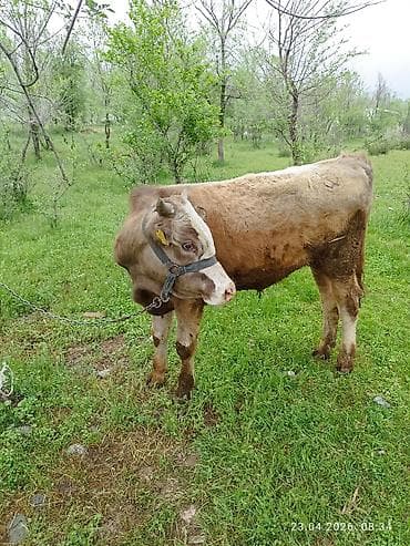 Продаю | Бык (самец) | На откорм | Привязанные
