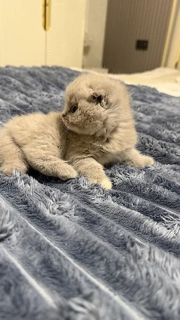 Продажа кошек: Шотландские котята (скоттиш‑фолд) на фото. - Окрас: кремовый/голубой — 2