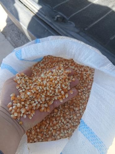 зерно кукурузы: Кукуруза (зерно) в мешках попкорм - Зерно желтых сортов, однородная — 1