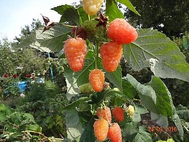 fire maple: Малина В розницу — 3