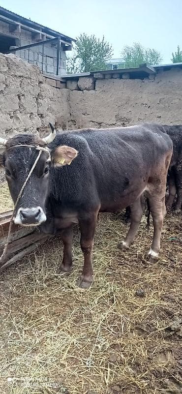 бычок тёлка: Продаю | Бык (самец) | На откорм — 1