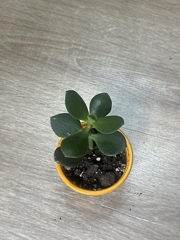 Суккулент Crassula (толстянка), молодое растение в пластиковом горшке — 1