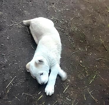 Иттер сатылат: Щенки среднеазиатской овчарки (Алабай) - Порода: среднеазиатская — 4