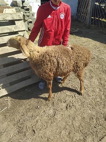 chi su: Продаю | Баран (самец) | Для разведения — 2