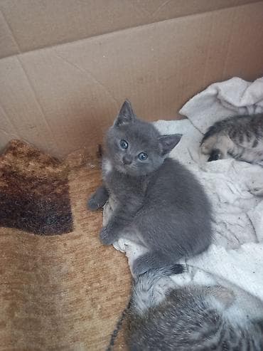 где можно взять кошку: Кошка даром: Беспородная, 1 месяц, Девочка — 1