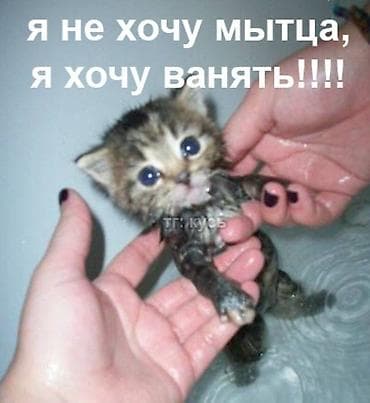 рыжие котята бесплатно: Отдаем котят в добрые руки, всего 5 котят фото могу скинуть если — 1