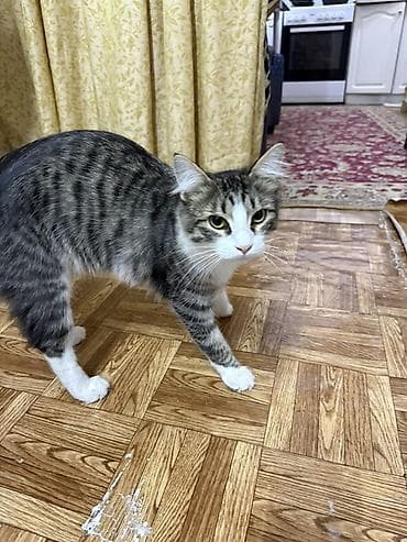 гончие собаки: Отдам даром в хорошие руки. Кот домашний, тигрово-полосатая с белыми — 2