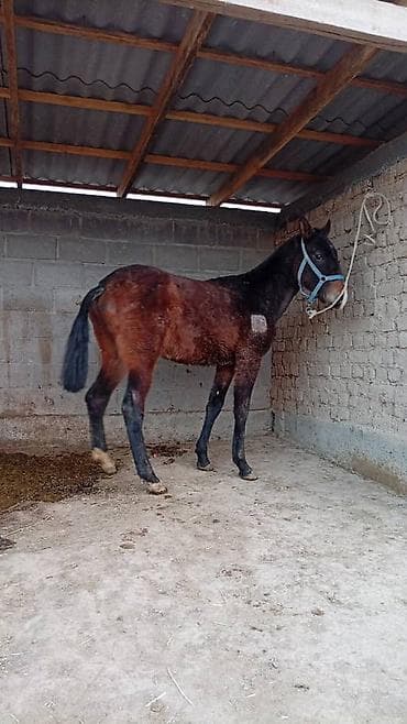 Продаю | Жеребенок | Полукровка | Для разведения | Племенные at lalafo.kg Продаю | Жеребенок | Полукровка | Для разведения | Племенные