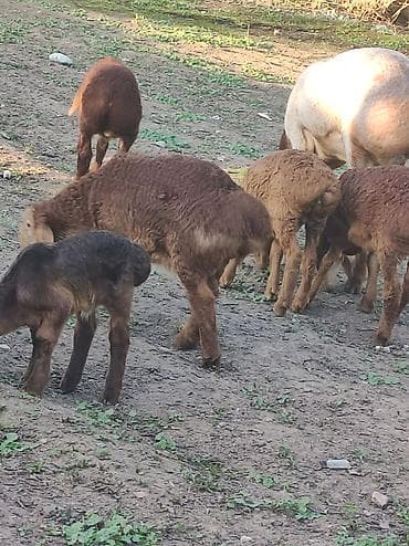 Сатам | Козу | Арашан | Көбөйтүү үчүн | Ургаачы — 2