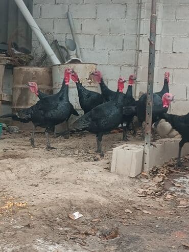 Продаю | Индюк (самец) | На забой | Племенные