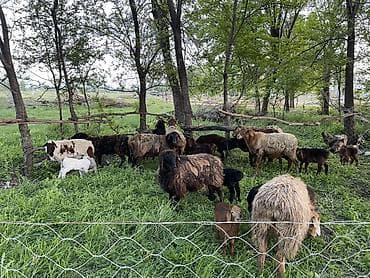 алабай бишкек: Сатам | Ургаачы кой (ургаачы) | Көбөйтүү үчүн | Ургаачы — 6