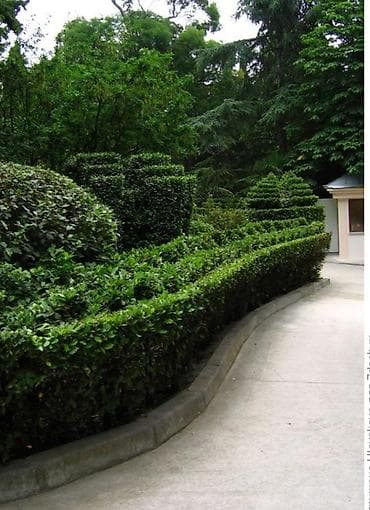 жайкы огород: Самшит Buxus в контейнерах, вечнозеленый, можно формировать под разные — 3