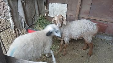 fish eye: Продаю | Овца (самка) | Полукровка | Для разведения | Ярка — 5