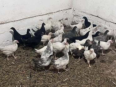 кролик маленький: Продаю | Цыплята | Домашняя | Для разведения, Несушки — 5