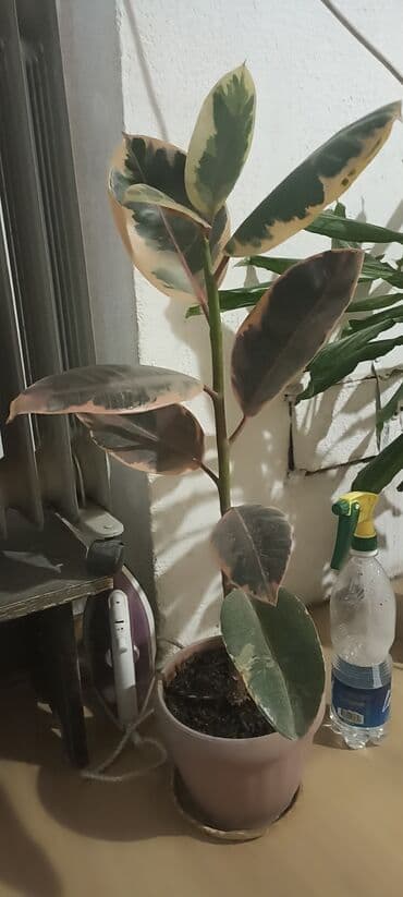 качественные семена купить: Цветы продаю свои !!! 1 и 2 цветок по 500 с а остальные по 350 с — 10