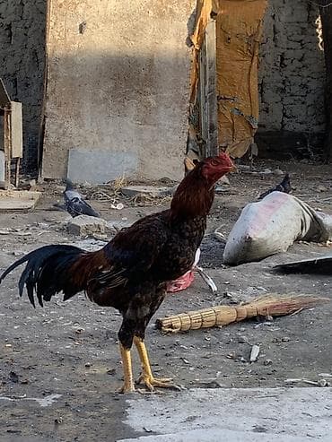 продаю петухов: Продаю | Петух | Бойцовая | Для разведения — 9