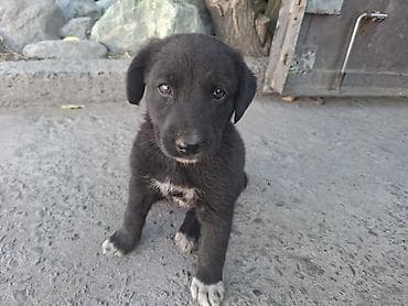 Отдам щенка в добрые руки. девочка 2 месяца. город Токмок at lalafo.kg Отдам щенка в добрые руки. девочка 2 месяца. город Токмок