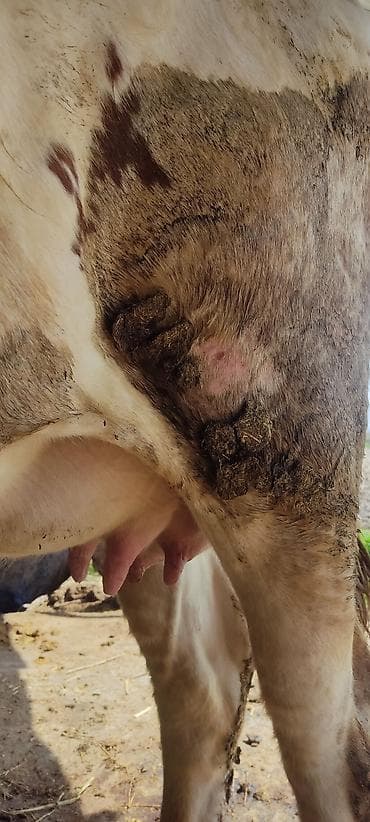 собака талас: Продаю | Корова (самка) | Полукровка | Для молока | После отела — 4