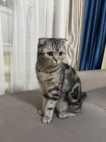 токмок срочно: Скотиш Страйт (Шотландская прямоухая), 1 месяц, Девочка, Приучена к лотку — 3