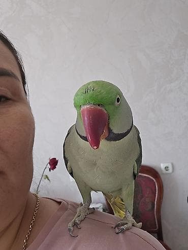 попугай крупный: Александрийский ожереловый попугай (Psittacula eupatria). - — 8