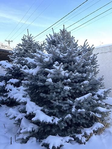 лавровое дерево купить: Голубая ель Высота 3 метра. Пышная, густая. Есть 2 штуки, если обе — 2