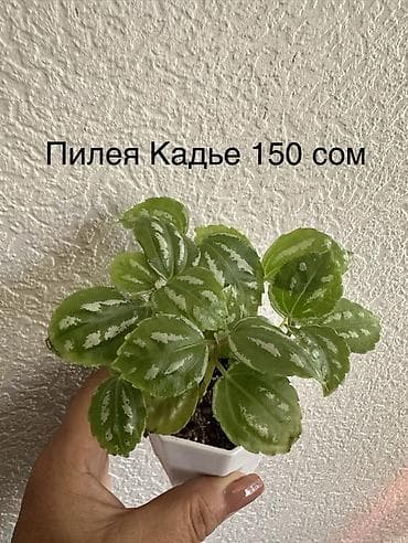 Каланхоэ: Укорененные черенки. 8мкр — 8