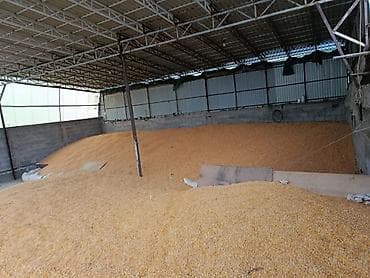 продаю баран сокулук: Продаю кукурузу сорт пионер, маями 90 000 тонн. Закладывалась из под — 1