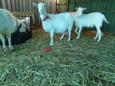 собака бульдок: Продаю | Коза (самка), Козёл (самец), Козлёнок | Зааненская, Битал | Для разведения, Для молока | Племенные, Котные, Осеменитель — 23