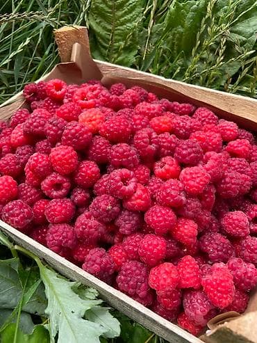 Продукты питания: Малина В розницу, Оптом, Платная доставка, Самовывоз — 5
