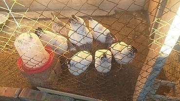 Продаю | Куры | Для разведения — 1