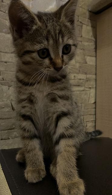 где можно взять кошку: Котёнку 2 месяца, к лотку приучена. Кушает корм, чистая, игривая — 9