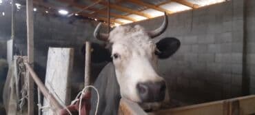 показы 1 354 72 договорная кошка даром британская короткошёрстная 1 год мальчик метис 2 позвонить написать: Продаю | Корова (самка) | Полукровка | Для молока | После отела — 4