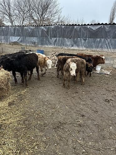 собака бультерьер: Продаю | Бык (самец) | Для разведения — 2