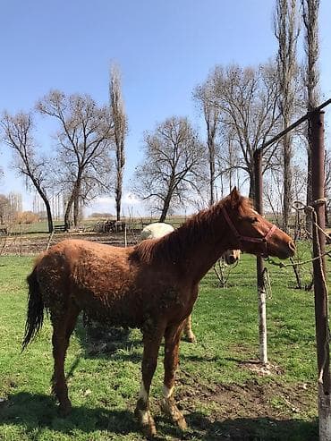 порода алабай: Продаю | Жеребец | Для разведения | Племенные — 4