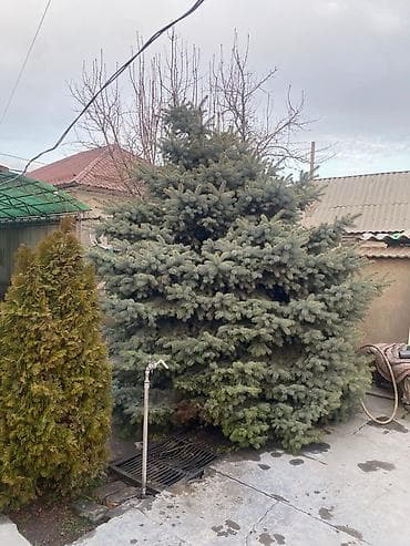 Ель голубая (Picea pungens), взрослая декоративная форма. Описание: -
