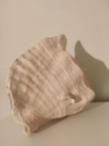 Декор жана интерьер: Крупная раковина королевской улитки (конх, Conch) — 3