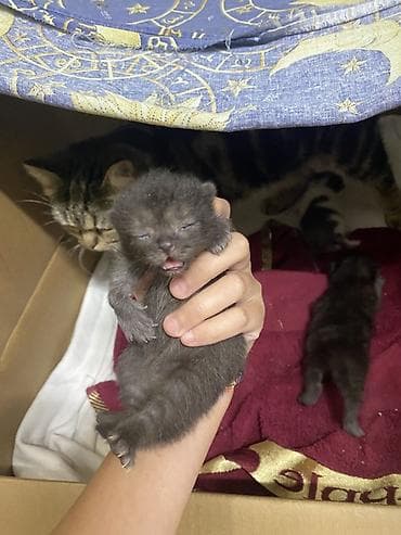 котята на продажу: Котята от домашней кошки - Порода: домашняя короткошёрстная (окрас у — 3