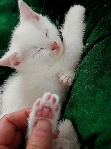 белые котята: Као-мани, 4 месяца, Мальчик, Белый, Метис, Приучена к лотку, Проглистована — 3