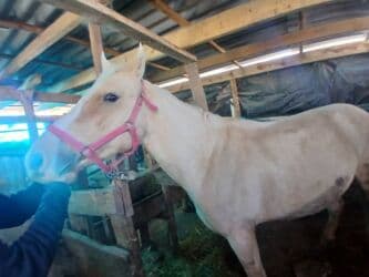 домик для животных: Продаю | Конь (самец) | На забой | Племенные — 3