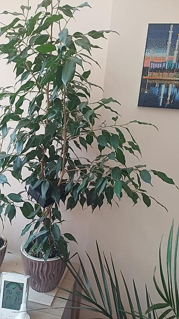 фикусы: Комнатные растения в горшках 1) Фикус Бенджамина (Ficus benjamina) - — 1