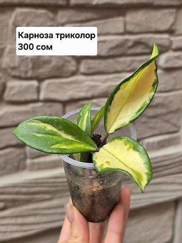 черенки купить: Хойи
Цены и названия на фото — 10