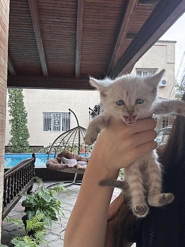scottish fold: Беспородная, 1 месяц, Мальчик, Серый, Приучена к лотку — 6