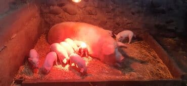 Айыл-чарба жаныбарлары: Сатам | Торопой | Чоң ак | Көбөйтүү үчүн — 4