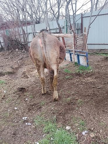 корова теленок: Продаю | Корова (самка) | Для разведения — 3