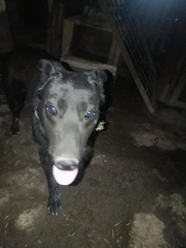 даром кошки: Продаю собаку лабрадор ретривер — 5